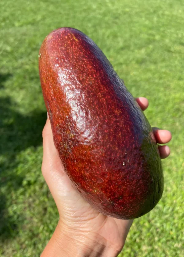 ABACATEIRO de ABACATE VERMELHO