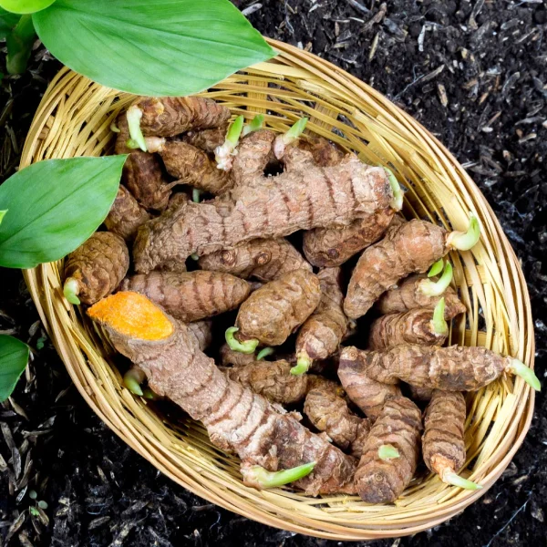 🇮🇳🩹Curcuma fresca (Haldi हल्दी)🩹🇮🇳 - Image 9