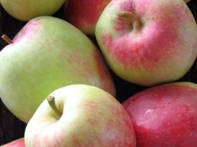 MACIEIRA de MAÇÃ DUPLA COLHEITA🍎🌅🇫🇷