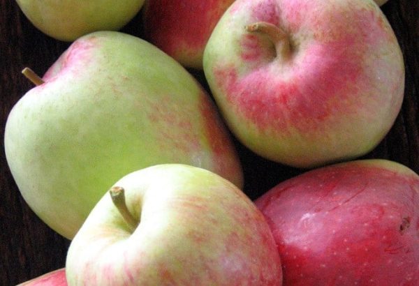 MACIEIRA de MAÇÃ DUPLA COLHEITA🍎🌅🇫🇷 - Image 2