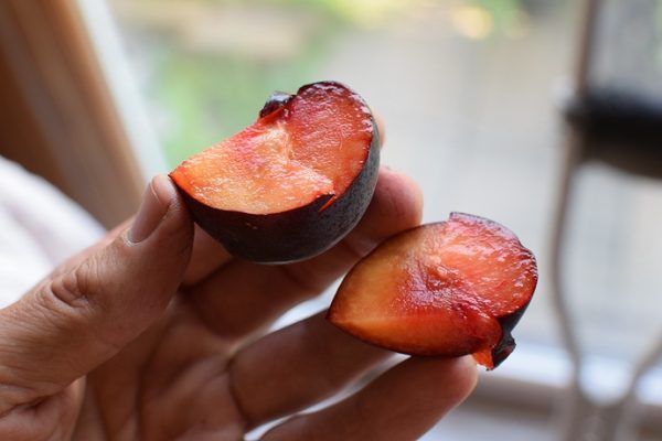 Spring Satin - Hibrido (Plumcot)