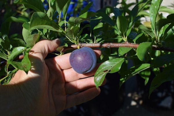 Spring Satin - Hibrido (Plumcot) - Image 5