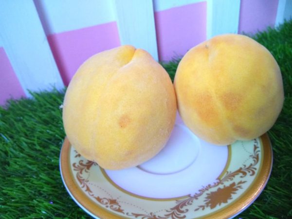 Pessegueiro de fruto amarelo GIGANTE de Calanda🍑🇪🇸 - Image 2