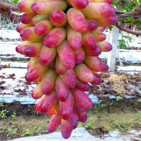 Videira do Japão Dedo de Palhaço🍇👆🤡🇯🇵 - Image 11