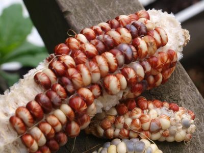 Sementes de MILHO TIGRADO DAKOTA