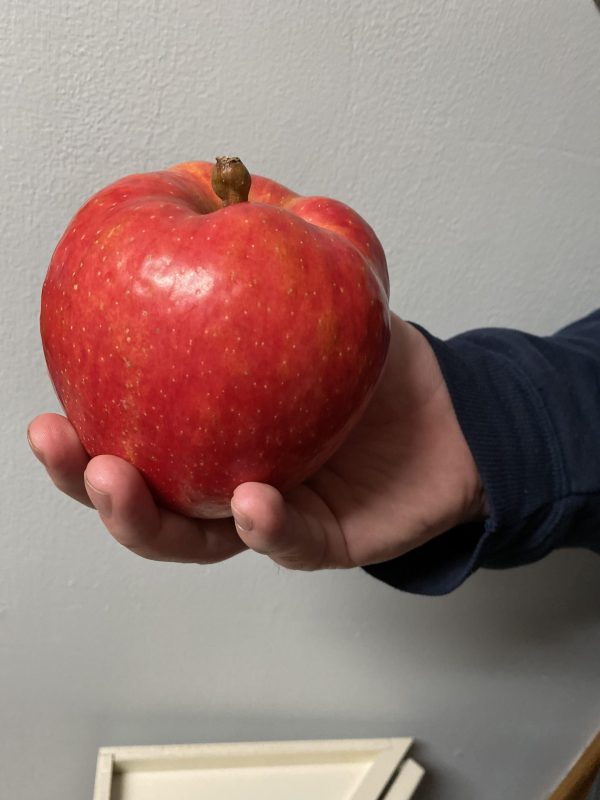 MACIEIRA da MAÇÃ GIGANTE SEKAI ICHI do JAPÂO🍎😁🇯🇵