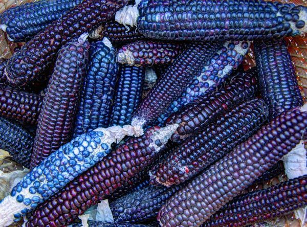 Sementes de MILHO AZUL HOPI - Image 6