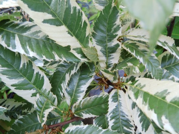 🌰Castanheiro Variegata BONSAI Anão🌰 - Image 6