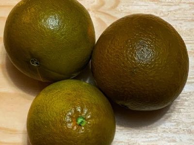 Laranjeira de laranjas Pretas🍊🇪🇸