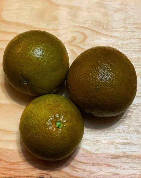 Laranjeira de laranjas Pretas🍊🇪🇸 - Image 2