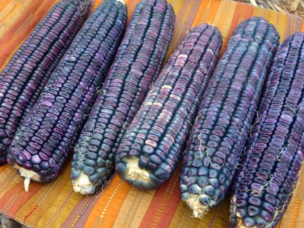 Sementes de MILHO AZUL HOPI - Image 9