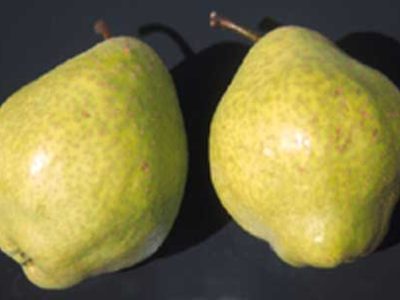 Pereira de Pera Asiatica Hibrida 🍐🧟‍♂️🇨🇳