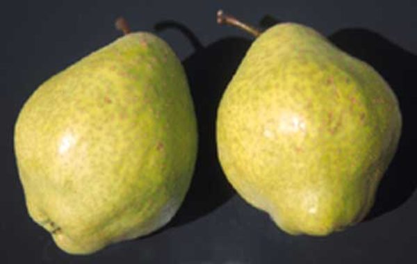 Pereira de Pera Asiatica Hibrida 🍐🧟‍♂️🇨🇳