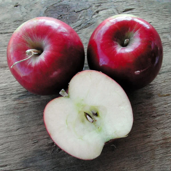 MACIEIRA de MAÇÃ PRETA HOLANDESA🍎🖤🇳🇱 - Image 3