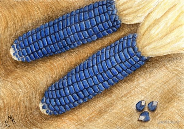 Sementes de MILHO AZUL HOPI