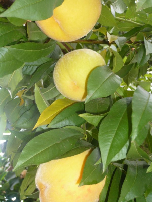 Pessegueiro de fruto amarelo GIGANTE de Calanda🍑🇪🇸 - Image 5