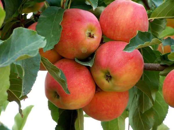 MACIEIRA de MAÇÃ FRIZANTE CHAMPANHE🍎🌀🇨🇭 - Image 5