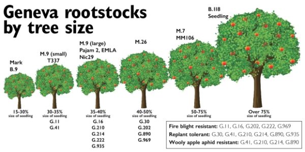 Porta enxertos - Image 7