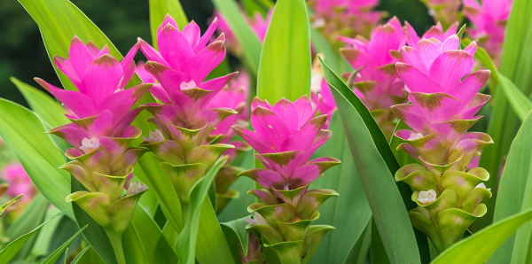 🇮🇳🩹Curcuma fresca (Haldi हल्दी)🩹🇮🇳 - Image 2