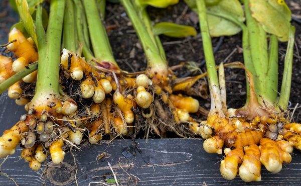 🇮🇳🩹Curcuma fresca (Haldi हल्दी)🩹🇮🇳 - Image 5