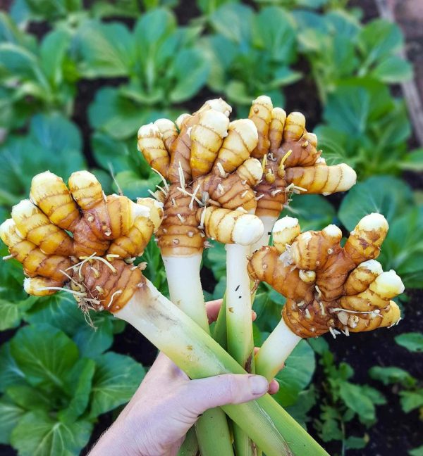 🇮🇳🩹Curcuma fresca (Haldi हल्दी)🩹🇮🇳 - Image 6