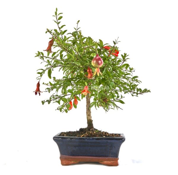 Romãzeira anã para Vaso, Bonsai, Varanda e pequenos espaços - Image 5