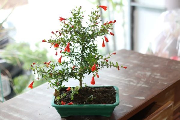 Romãzeira anã para Vaso, Bonsai, Varanda e pequenos espaços - Image 4