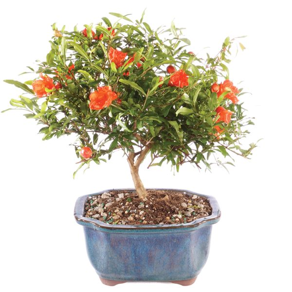Romãzeira anã para Vaso, Bonsai, Varanda e pequenos espaços - Image 3