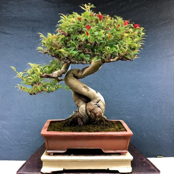 Romãzeira anã para Vaso, Bonsai, Varanda e pequenos espaços