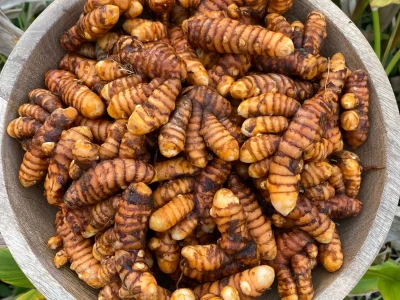 🇮🇳🩹Curcuma fresca (Haldi हल्दी)🩹🇮🇳