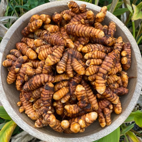 🇮🇳🩹Curcuma fresca (Haldi हल्दी)🩹🇮🇳
