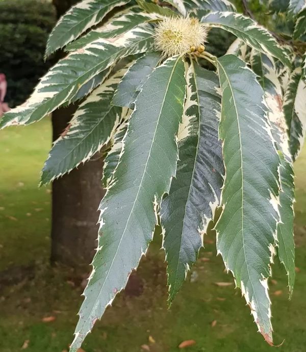 🌰Castanheiro Variegata BONSAI Anão🌰 - Image 7