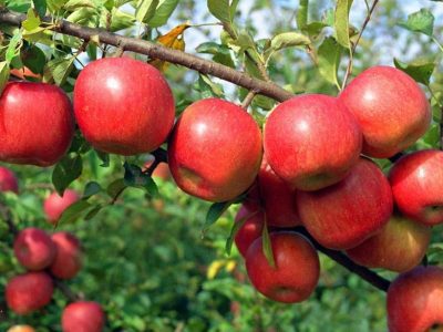MACIEIRA de Maçã sabor CEREJA da INGLATERRA🍎🍒🌀🇬🇧