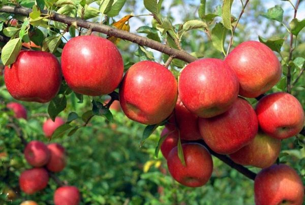 MACIEIRA de Maçã sabor CEREJA da INGLATERRA🍎🍒🌀🇬🇧 - Image 2
