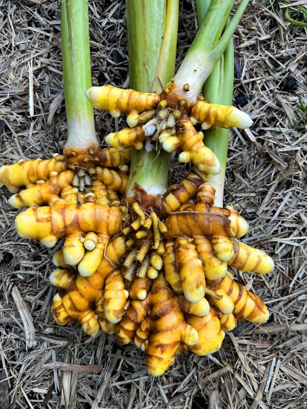 🇮🇳🩹Curcuma fresca (Haldi हल्दी)🩹🇮🇳 - Image 8