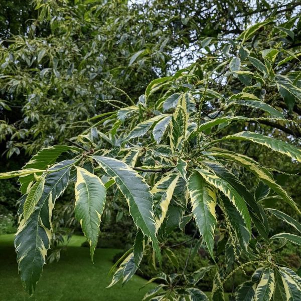 🌰Castanheiro Variegata BONSAI Anão🌰 - Image 8
