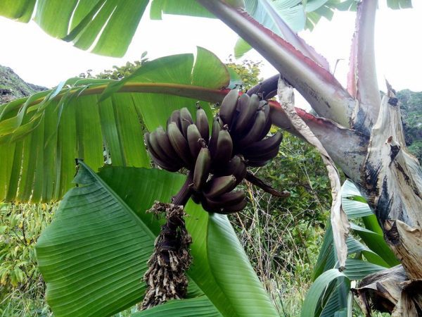 BANANEIRA da BANANA VERMELHA - Image 6