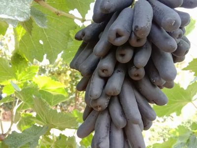 Videira de Dedo Safira🍇👆💎🖤