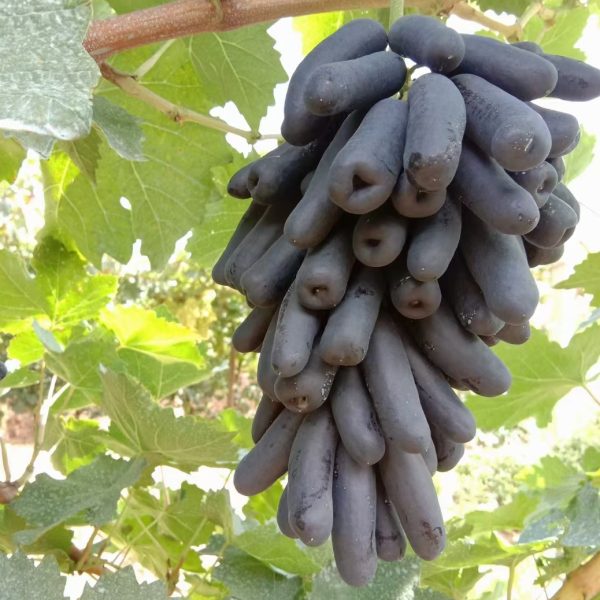 Videira de Dedo Safira🍇👆💎🖤
