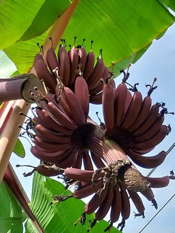 BANANEIRA da BANANA VERMELHA - Image 8