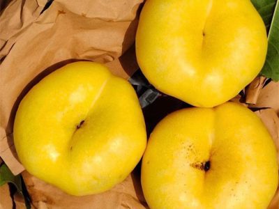 Pessegueiro de Pessegos OVNI Amarelos🍑👽