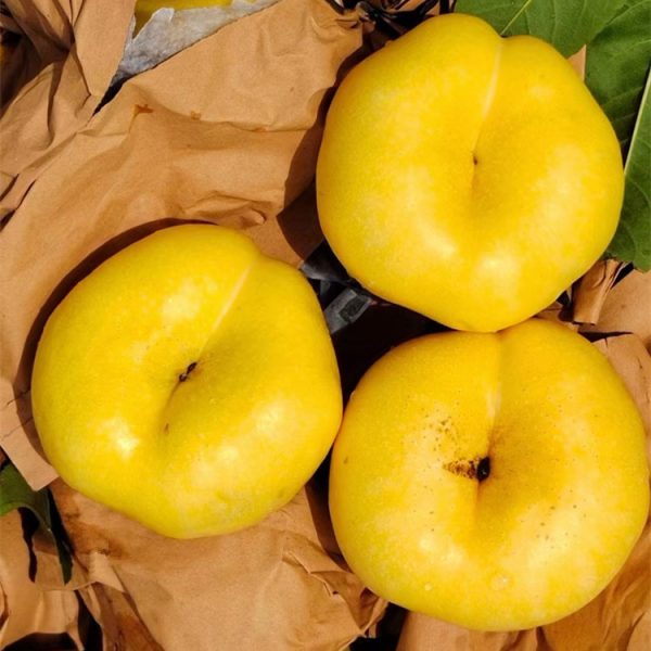 Pessegueiro de Pessegos OVNI Amarelos🍑👽