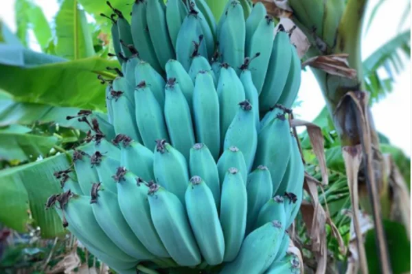 BANANEIRA da BANANA AZUL