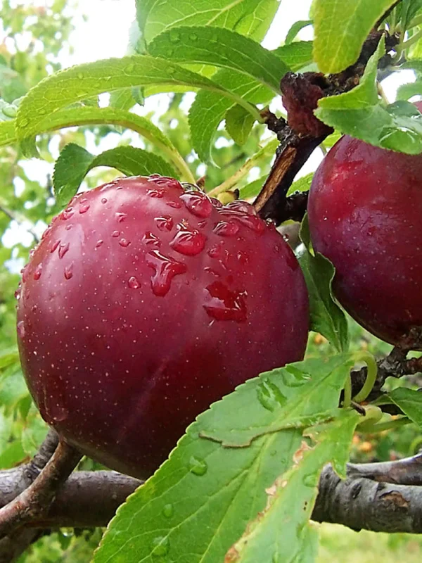 🇯🇵🍑Ameixeira do japão da Boa sorte (おいしいわせ)🍑🇯🇵