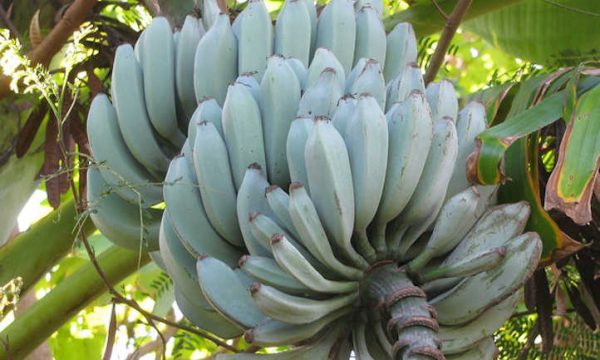 BANANEIRA da BANANA AZUL - Image 8