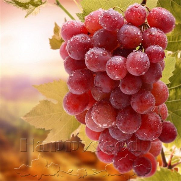 Videira de uvas Rosê Gigante🍇❤️ - Image 6