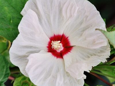 Hibisco de flor gigante branca de frio