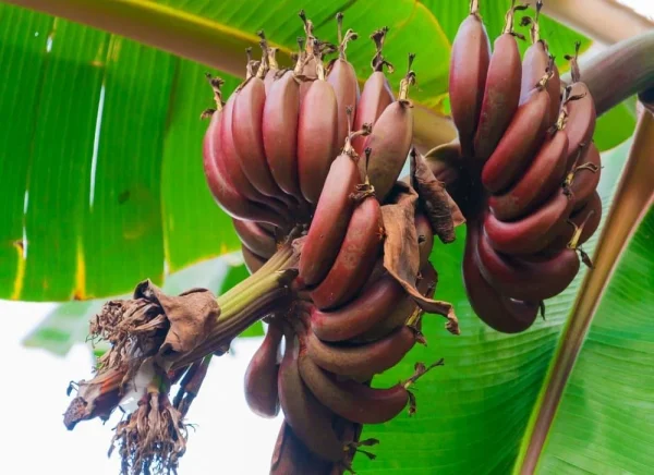 BANANEIRA da BANANA VERMELHA - Image 12