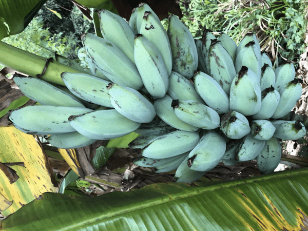 BANANEIRA da BANANA AZUL - Image 5
