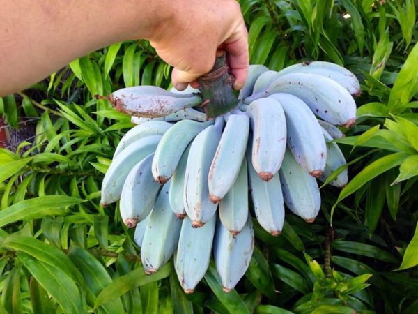 BANANEIRA da BANANA AZUL - Image 6